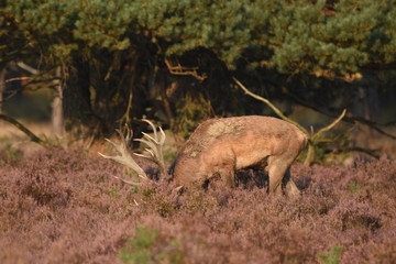 Fototapeta premium Couple of red deers with does and buck on moorland on National Park Hoge Veluwe in September.