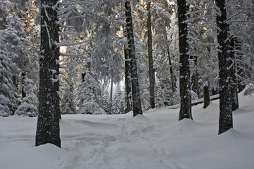 Naklejka premium Winter transylvanian forest
