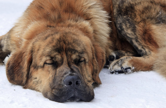 Lazy dog lying on snow