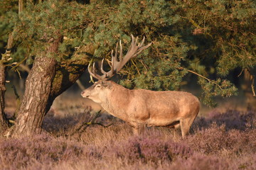Couple of red deers with does and buck on moorland on National Park Hoge Veluwe in September.