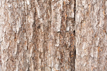 Natural tree bark plank texture background