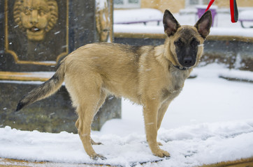 Puppy Belgian shepherd "Malinois" walks in the Park during a sno