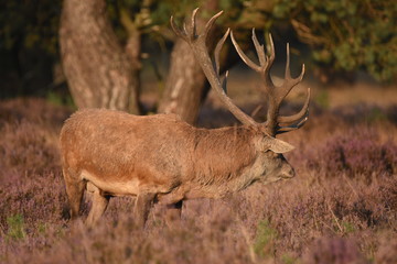 Couple of red deers with does and buck on moorland on National Park Hoge Veluwe in September.