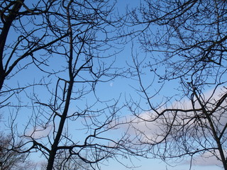 Zweige vor Himmel mit Wolken