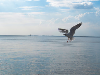 Naklejka premium Seagull Flying