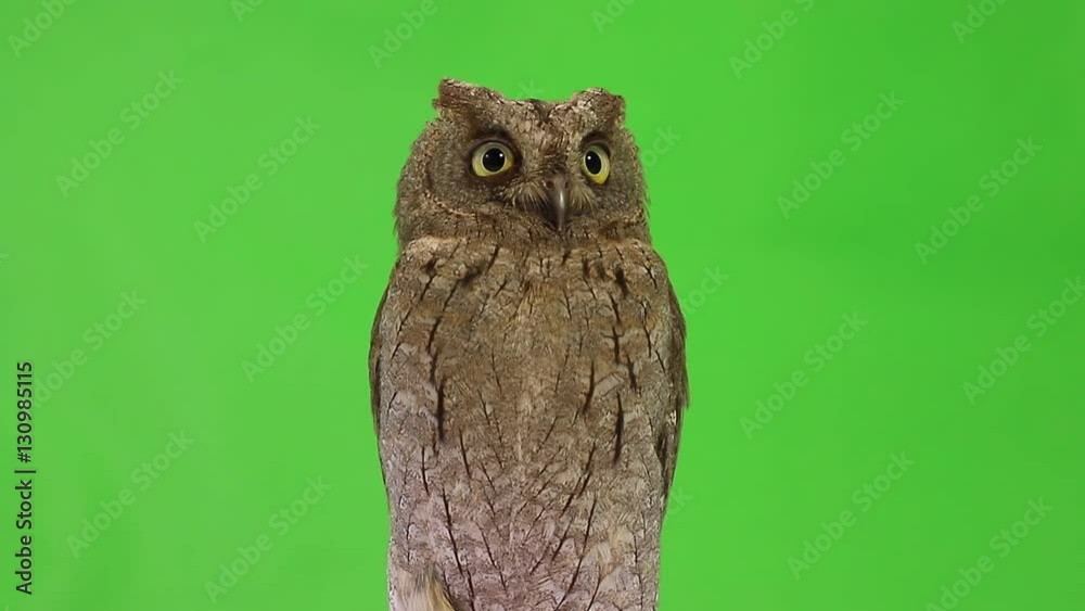 Sticker European scops owl on green screen