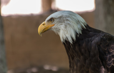 El águila pensativa