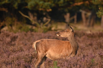 Couple of red deers with does and buck on moorland on National Park Hoge Veluwe in September.