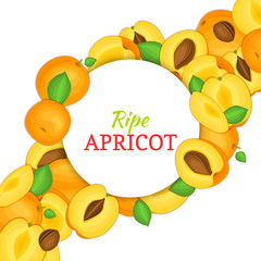 Obraz premium Round white frame on ripe apricot diagonal composition background. Vector card illustration. Delicious fresh and juicy apricot whole, peeled piece of half slice leaves seed. appetizing looking