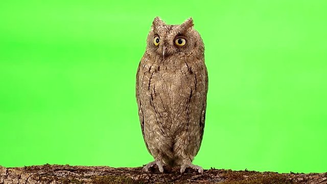 European scops owl on green screen