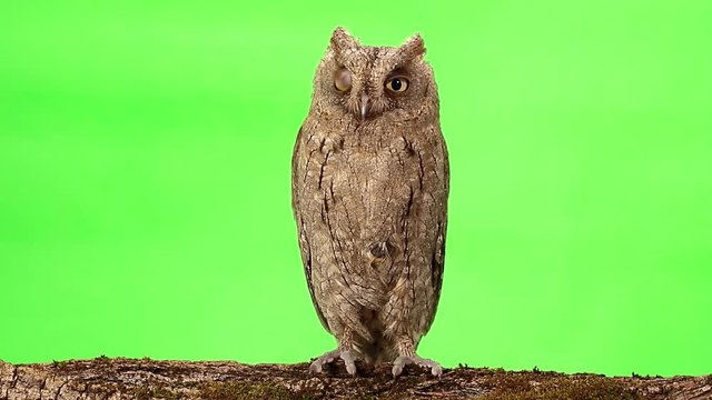 European scops owl on green screen