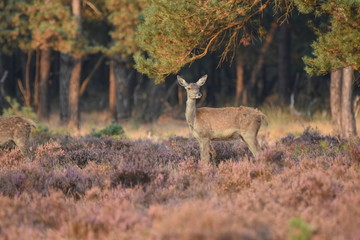 Couple of red deers with does and buck on moorland on National Park Hoge Veluwe in September.