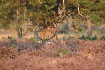 Couple of red deers with does and buck on moorland on National Park Hoge Veluwe in September.