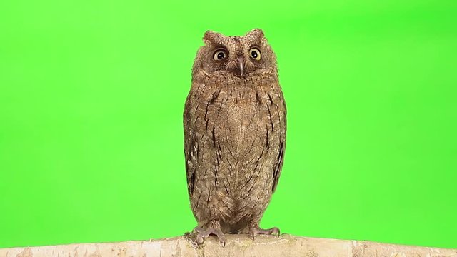 European scops owl on green screen