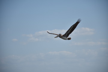 Flying Pelican