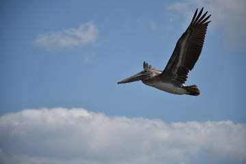 Flying Pelican