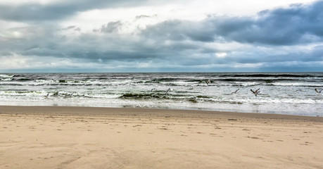 Fototapeta premium Flying seagulls over sea beach in spring, landscape