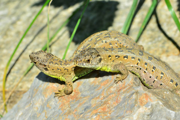 Zwei Zauneidechsen beim Sonnen auf einem Felsen