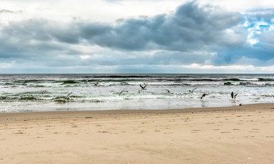 Flying seagulls over beach, landscape, sea at spring