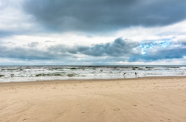 Seaguls over beach sea, landscape