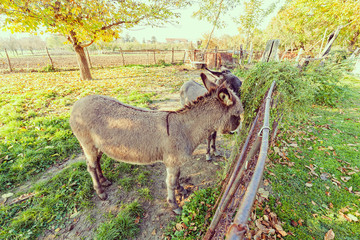 two donkeys  in the yard