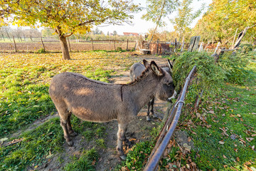 Fototapeta premium two donkeys in the yard