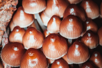 Fototapeta na wymiar many little mushrooms on a tree stump