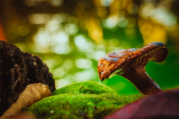 fresh chanterelle mushroom growing in the woods on moss