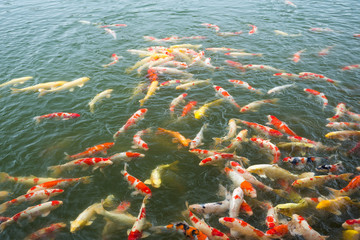 Obraz na płótnie Canvas Koi fish in pond