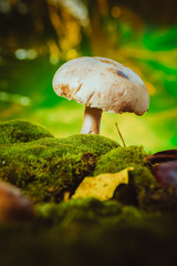 fresh mushroom forest champignons grows on moss