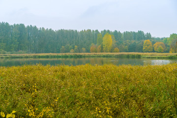 Fototapeta na wymiar Yellow autumn reed bed surrounding a tranquil lake
