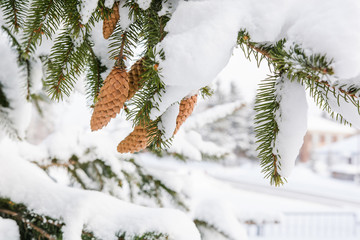 Fir-tree in snow