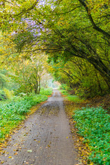 Fototapeta na wymiar Pathway through colorful autumn woodland