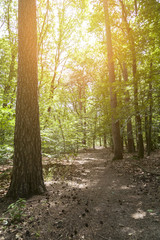 Obraz premium Sonnenlicht im Wald