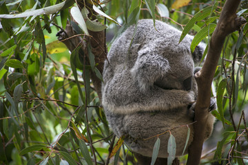 Koala in Gumtree