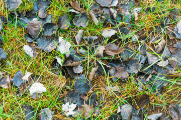 Dead decaying autumn leaves lying on green grass