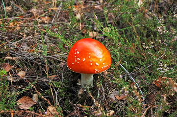 Amanita muscaria mushrom