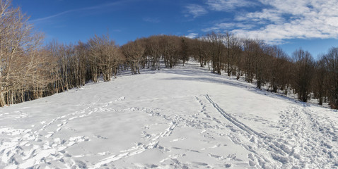 Panorama blanco