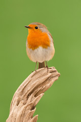 Beautiful small bird