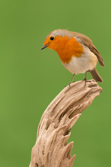 Beautiful small bird