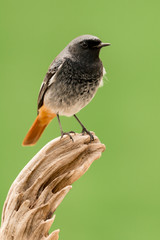 Small bird on a trunk