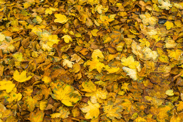 Decaying colorful yellow and brown fall leaves