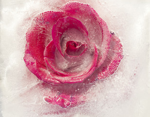 Fototapeta premium frozen flora - rose