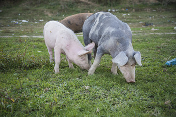 Obraz premium Funny little baby pigs grazing the grass on an open field and running around