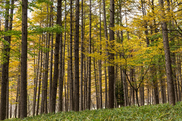 Forest in Fall season