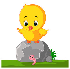 Cute chicken cartoon

