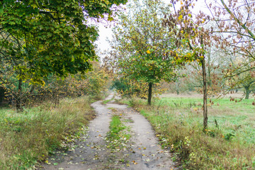 Farm track leading through an autumn landscape