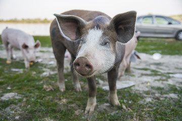 Fototapeta premium Funny little baby pigs grazing the grass on an open field and running around