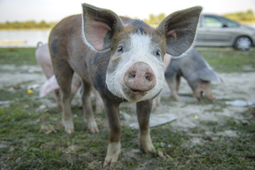 Funny little baby pigs grazing the grass on an open field and running around