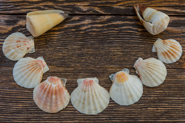 sea shell